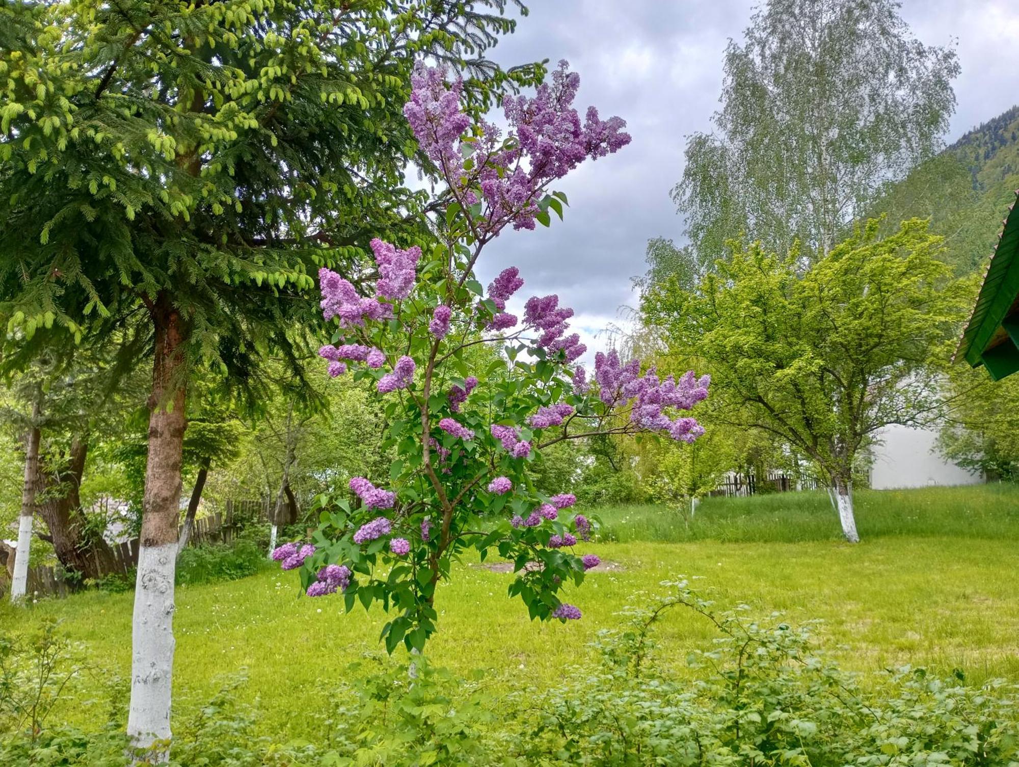 Pensiunea Irina 1 Si 2 Zărneşti Buitenkant foto